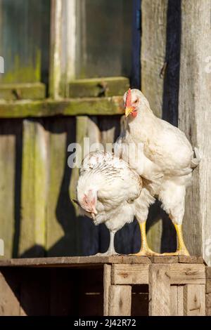 Ritratto di gallina bianca con cresta rossa sulla fattoria di pollo di pollame. Allevamento di animali di carne. Uccello di bestiame di broiler, fonte di cibo naturale Foto Stock