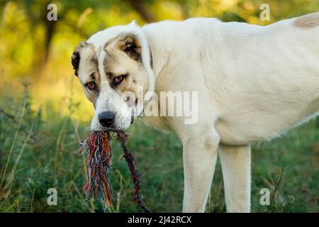 Il cane pastore dell'Asia centrale che mordente una grande corda si erge in un prato estivo e ci guarda. Foto Stock