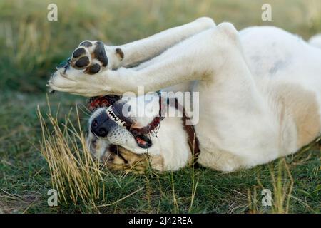 Il cane pastore asiatico si trova nel prato sulla sua schiena, tenendo una corda nelle zampe e cercando di morderla. Foto Stock