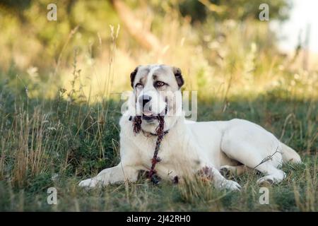 Il cane pastore asiatico si rilassa sull'erba e tiene una corda nelle mandibole. Foto Stock