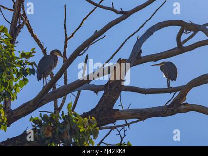 Aironi in cottonwood a Wallowa Lake, Oregon Foto Stock