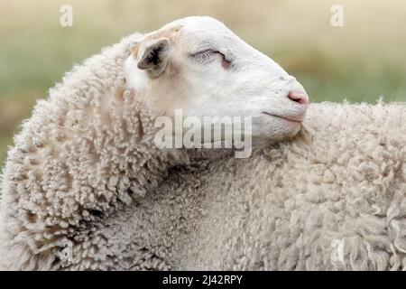 Pecore bianche da vicino, occhi chiusi, come se sognasse. Il rivestimento di pelle di pecora può essere visto in dettaglio. Foto Stock