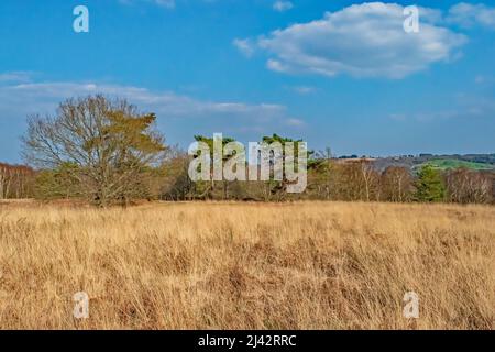 Le erbe secche gialle sul prato di campagna aperto Foto Stock