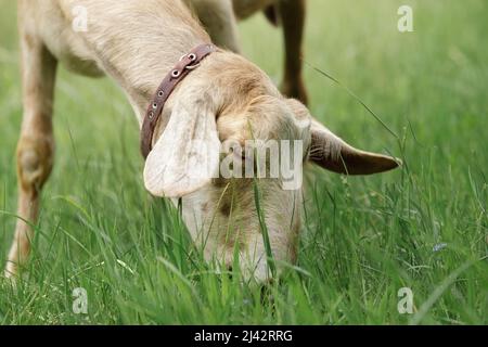 Primo piano ritratto di una capra nubiana che mangia erba fresca. Capra libero-gamma che pascola su una piccola fattoria rurale biologica di caseificio. Foto Stock