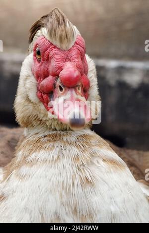 Primo piano ritratto anteriore di anatra moscovy con bello vecchio uomo acconciatura stile. Foto Stock