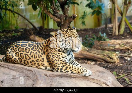 Una Jaguar (Panthera Onca) si trova nel suo recinto al Chester Zoo Foto Stock