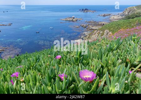 Hottentot fico / Ice Plant (Carpobrotus edulis) tappeto che domina la scogliera costiera, Lizard Point, Cornovaglia, Regno Unito, giugno. Questa specie invasiva sudafricana Foto Stock