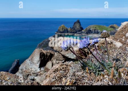 Groppa spaventa di pecora (Jasione montana) fiorita su praterie di scogliera, Kynance Cove, The Lizard, Cornovaglia, Regno Unito, Giugno. Foto Stock