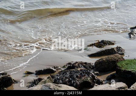 La riva del mare, le rocce e le alghe a Swanage, Dorset, Inghilterra. Foto Stock