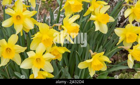 Fiori di Daffodil piccoli Daffodils gialli che fioriscono in giardino in primavera. I fiori di Narciso ondeggiano nel vento. Foto Stock