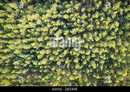Vista aerea della foresta di alberi di eucalipto che cresce in zona coltivata sulla foresta pluviale tropicale Foto Stock
