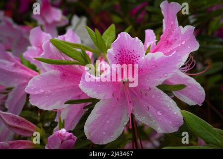 Primo piano di fiori rosa azalea dopo una doccia a pioggia. Foto Stock