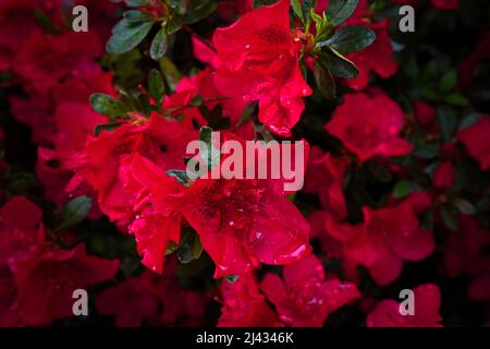 Primo piano dei fiori rossi di una azalea con gocce di pioggia sui petali di fiori. Foto Stock