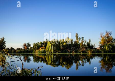 Alberi di salice perfettamente riflessi su un lago ancora utilizzato per la pesca e relax Foto Stock