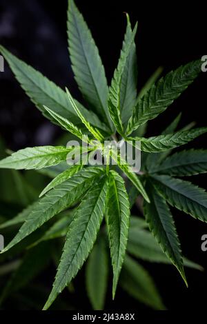 vista dall'alto della pianta di cannabis su sfondo scuro. Foto Stock