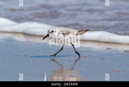 Un Shorebird sanderling che cammina sul bordo dell'acqua di mare sulla spiaggia a caccia di crostacei e di altra vita marina. Foto Stock