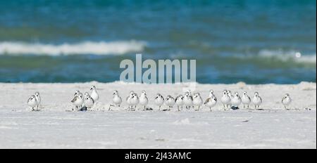 Un gruppo di uccelli sanderling in piedi nella sabbia con l'oceano sullo sfondo al Fort De Soto state Park in Florida. Foto Stock