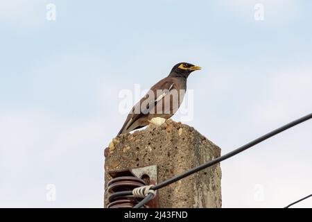 Uccello MYNAS seduto su palo elettrico. Foto Stock