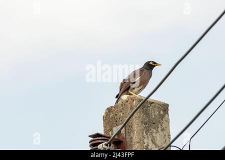 Uccello MYNAS seduto su palo elettrico. Foto Stock