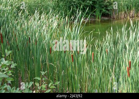 Le cime che crescono lungo il bordo dello stagno in estate Foto Stock