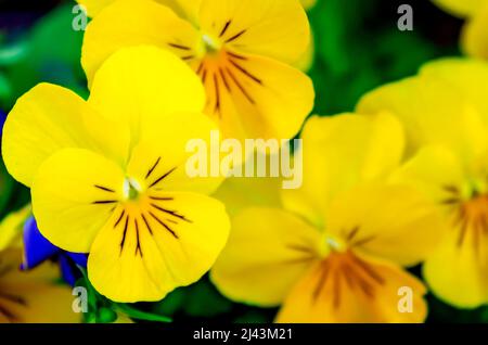 Sorbetto Limone Chiffon Violas (Viola cornuta) fiore, 26 marzo 2022, a Mobile, Alabama. Sorbetto Limone Chiffon violacee sono un tipo di violetta cornea. Foto Stock