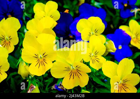 Sorbetto Limone Chiffon Violas (Viola cornuta) fiore, 26 marzo 2022, a Mobile, Alabama. Sorbetto Limone Chiffon violacee sono un tipo di violetta cornea. Foto Stock