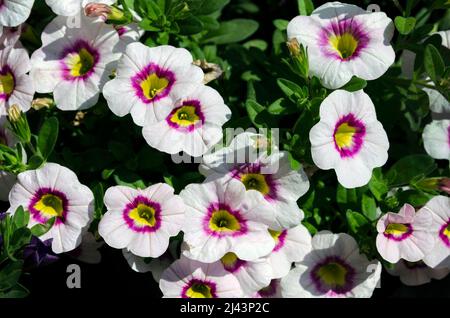 Bella petunia bianca che fiorisce nel giardino. Petunia è un genere di 20 specie di piante da fiore di origine sudamericana. Foto Stock