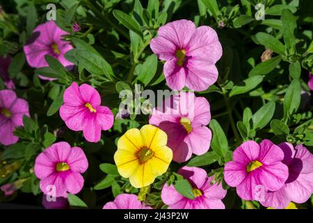 Bella petunia bianca che fiorisce nel giardino. Petunia è un genere di 20 specie di piante da fiore di origine sudamericana. Foto Stock