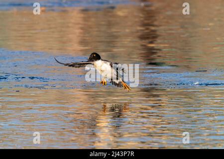 Primo piano di un drago Juvenile Goldeneye pronto a sbarcare in un lago, con piedi sparsi e ali aperte. Foto Stock