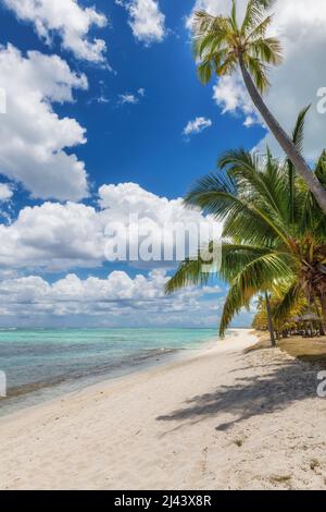 Alberi di palma in spiaggia tropicale Foto Stock