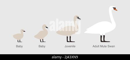 Cigno, da bambino per adulto swan in una fila, illustrazione vettoriale Illustrazione Vettoriale