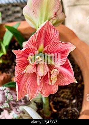 Rosa Lilium longiflorum o giglio di Pasqua in fiore o fiore in fiore. Foto Stock