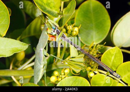 Prega Mantis. Giardino Mantide, Ortodera ministralis. Conosciuto anche come Garden Praying Mantide, Australian Green Mantis, Green Garden Mantis e Green Mant Foto Stock