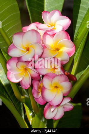 Grappolo di spettacolare, inusuale e vivace rosso, bianco e giallo profumato fiori di Frangipani, Plumeria rubra 'delizia di anai', su sfondo di foglie verdi Foto Stock