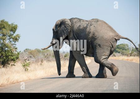 Un grande elefante africano fangoso con zanne che camminano dall'altra parte della strada nel Kruger National Park, Sudafrica. Foto Stock