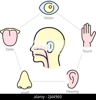 Gruppo di icone dei sensi umani, illustrazione vettoriale Illustrazione Vettoriale