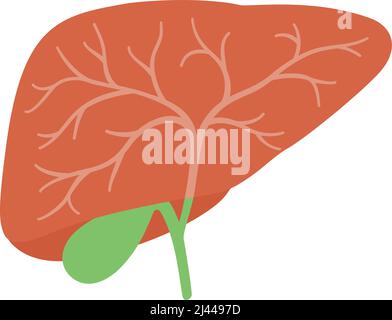fegato d'organo umano e gallbladder disegno piatto icona, illustrazione vettoriale Illustrazione Vettoriale