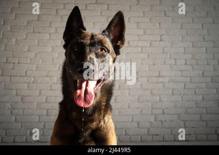 Ritratto di un cane pastore belga. Foto studio isolato su una parete di mattoni bianchi. Foto Stock