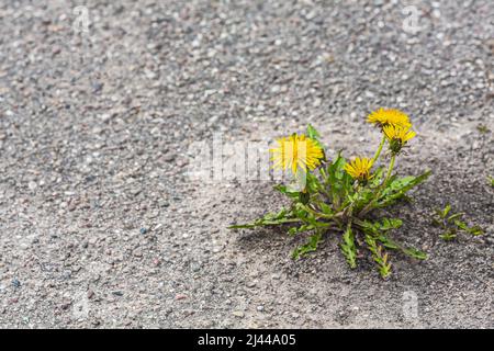 primavera giallo fiori di dente di leone cresce su sfondo grigio asfalto. simbolo di forza e vitalità. ecologia concetto. Foto Stock