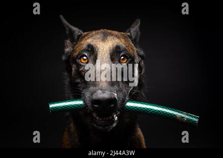 Ritratto di un cane pastore belga con un giocattolo in bocca, girato su un isolato sfondo nero. Studio girato, primo piano. Foto Stock