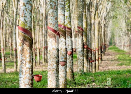 Alberi di gomma con tazze di lattice sulla fattoria Foto Stock