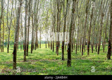 Alberi di gomma con tazze di lattice sulla fattoria Foto Stock