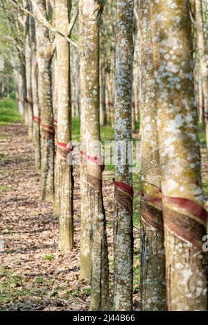 Alberi di gomma con tazze di lattice sulla fattoria Foto Stock