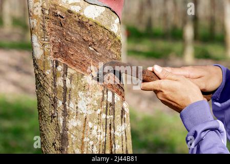 Coltivatore che raccoglie lattice da un albero di gomma sulla fattoria Foto Stock