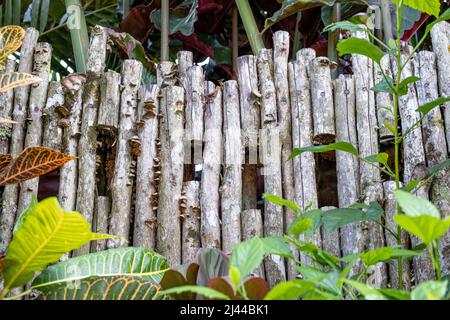 Recinzione in legno vecchio, invecchiato e fatto a mano con piante tropicali e sfondo sfocato in Indonesia Foto Stock