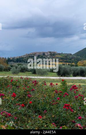 Passeggiate sulle colline nei pressi di Abbazia Sant'Antimo, Montalcino, Toscana, Italia. Paesaggio toscano con cipressi, vigneti, boschi e olivi a clou Foto Stock