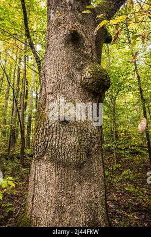 Un albero con un volto lungo il sentiero delle Crabbee Falls nella Carolina del Nord, USA. Foto Stock