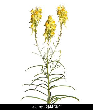 Fiori gialli di toadflax isolato su bianco, Linaria vulgaris Foto Stock