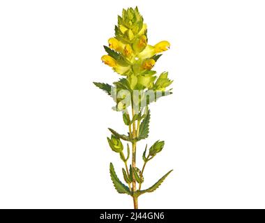 Fiore selvatico di Rattle giallo isolato su bianco, Rhinanthus Foto Stock