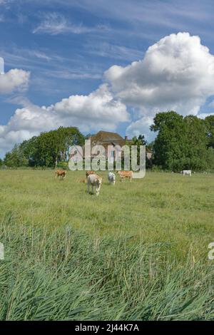 Terreno agricolo con fattoria tradizionale chiamato Haubarg vicino Sankt Peter-Ording, Mare del Nord, Frisia del Nord, Germania Foto Stock